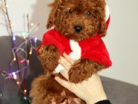 Yıl başı kurabiyeleri poodle köpekler