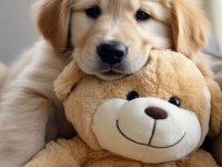 Golden Retriever Yavrular İstenirse Kapınıza Teslim