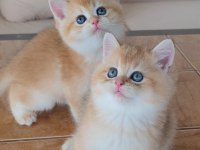 British shorthair kedileri