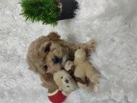 Veteriner kontrolünden garantili maltipoo bebekler