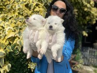 Samoyed Yavrularım Sağlık Ve Irk Garantilidir