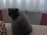 Kaliteli scottish fold yavru bi bakin yaaa