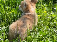 welsh corgi pembroke Erkek 3 aylık
