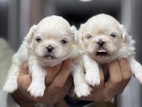 İmperial pekingese yavrular