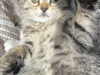 Yavru Scottish Fold Kedimiz