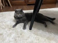 British shorthair 1,5 yaşında kedimiz