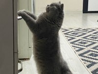 20 aylık British Longhair Ücretsiz