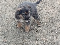 Alman malinois yavrular