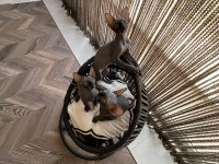 Sphynx sfenks bebekler