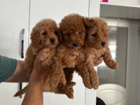Toy poodle erkek yavrularım