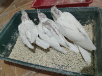 Albino sultan yavrusu