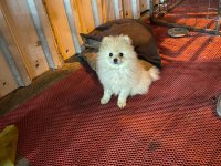 A KALİTE POMERANİAN KÖPEKLERİMİZ