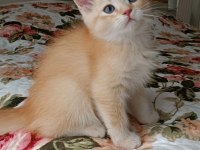 GOLDEN BRİTİSH SHORTHAİR ERKEK