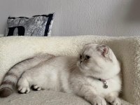 Beyaz scottish fold