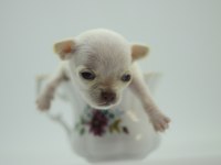 Safkan Tea Cup Chihuahua Yavruları Muhteşem Anatomide