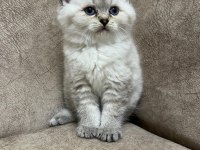 Safkan british shorthair AYI SURAT TOP KAFA bebişimiz