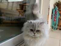 Yakışıklı british longhair oğluma yuva