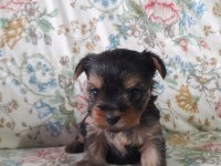 Teacup yorkshire yavrular