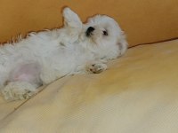 Kif şecereli anne babanın maltese yavrusu