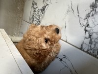 2 aylık yavru Toy poodle