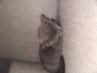 Tatlı british shorthair bebekler