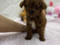 Erkek dişi orijinal kore poodle yavrularımız