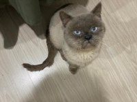 British shorthair paşa yeni yuvasını arıyor