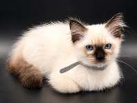 Safkan Ragdoll Bebekler