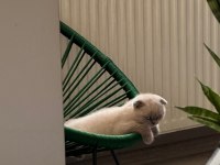 2 aylık scottish fold blue point erkek yavru kedim