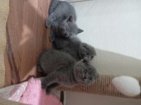 British shorthair yavrularımız