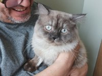 British longhair oğlumuza yeni yuva arıyoruz