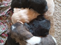 Orjinal yavru köpekler
