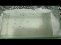 Çok Sayıda Lepistes Yavrumuz Mevcuttur
