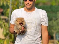 Yavru pomeranian bebek köpekler
