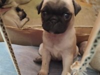 Pug köpeği yavrularımız