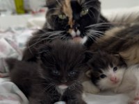 ÖZEL MAINE COON SAFKAN YURT DİŞİ YAVRULARI