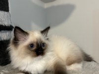 Safkan ragdoll yavruları soyu şampiyonlara dayanıyor