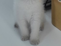 British shorthair kedisi