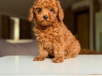 SAFKAN TOY POODLE YAVRULAR