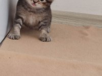 British Shorthair Yavruları