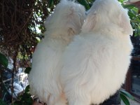 KAR TOPU LEKESİZ SAFKAN MALTESE BEBEKLERİMİZ