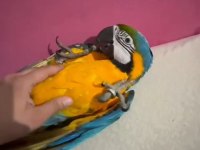 Özel macaw isteyen buyursun tam bir resimlik