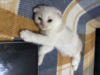 Scottish Fold Yavrular