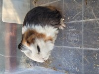 Ginepig ve kafes setleri (tüm yaşam malzemeleri)