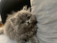 British longhair 55 günlük yavru