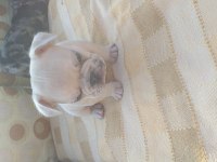 Egzotik french bulldog