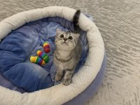 Güzel British Shorthair Kızımız Sahiplendirilecek