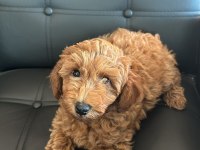2 AYLIK TOY POODLE YAVRULARIMIZ