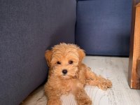 Sıfır numara KORE maltipoo