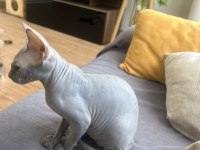3 aylik Sphynx